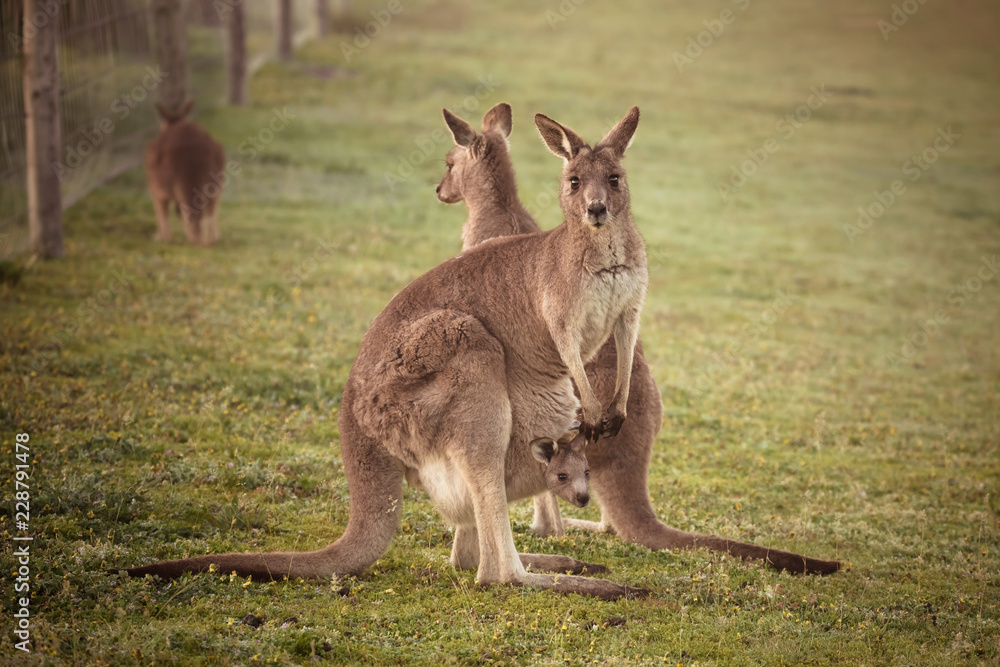 kangaroo in the grass kangaroo in the grass