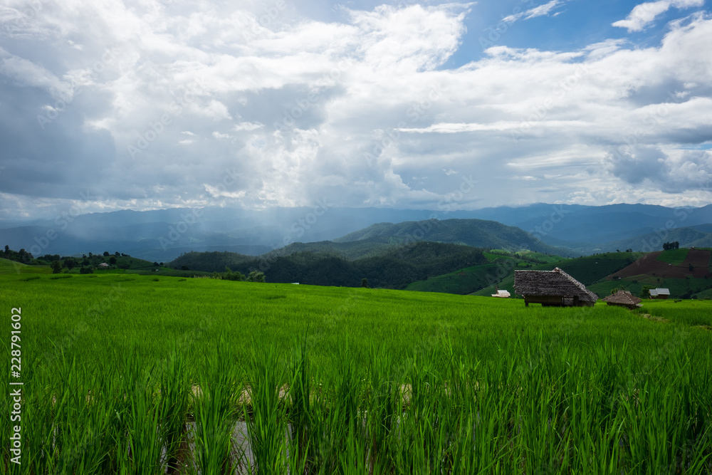 Rice field at Pah Pong Piang (Mae Cham), Chiang Mai, Thailand.