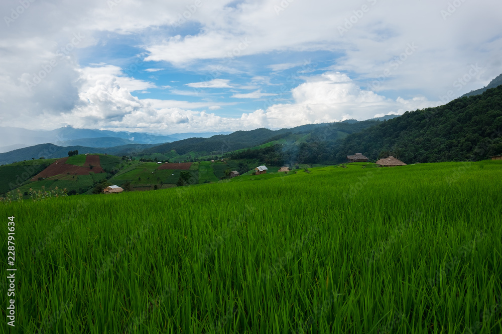 Rice field at Pah Pong Piang (Mae Cham), Chiang Mai, Thailand.