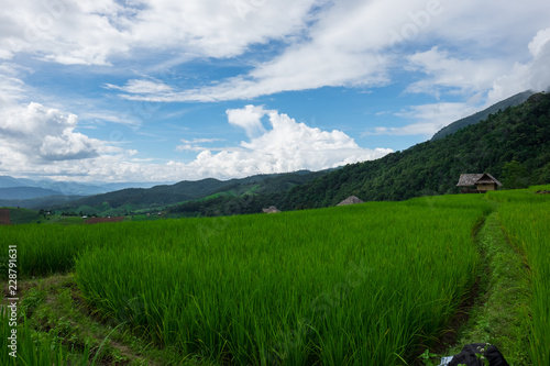 Rice field at Pah Pong Piang (Mae Cham), Chiang Mai, Thailand.