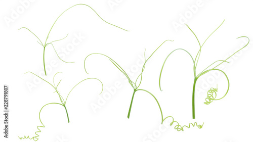 Fototapeta Naklejka Na Ścianę i Meble -  Green ivy plant  isolated on gray background, clipping path