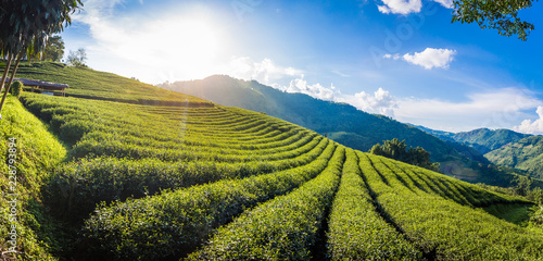 Beautiful landscape panorama view of 101 tea plantation in bright day on blue sky background , tourist attraction at Doi Mae Salong Mae Fah Luang Chiang Rai province in thailand. photo