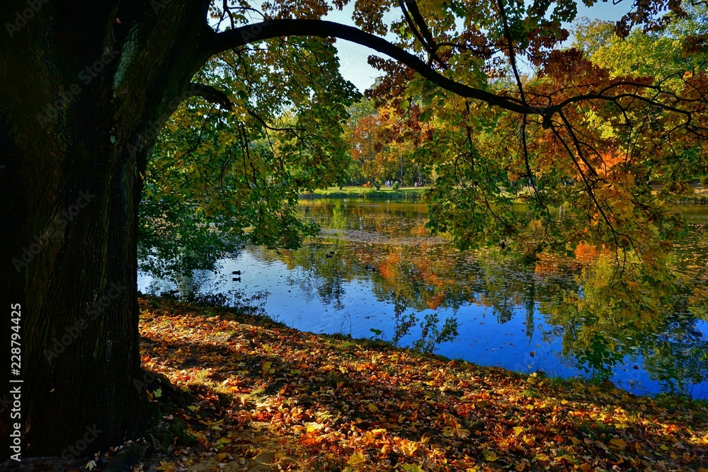 Beautiful colorful landscape. Autumn city park. Autumn at the pond. Golden  autumn
