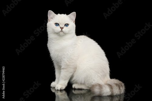 Fototapeta Naklejka Na Ścianę i Meble -  Playful British White Cat, with blue eyes, Sitting on Isolated Black Background, side view
