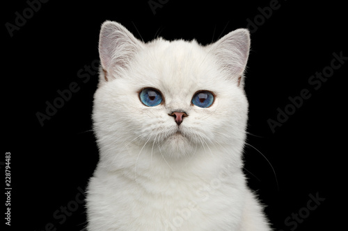 Fototapeta Naklejka Na Ścianę i Meble -  Portrait of British White Cat with adorable blue eyes on Isolated Black Background, front view