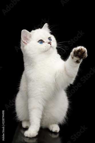 Fototapeta Naklejka Na Ścianę i Meble -  Playful British White Cat, with blue eyes, Sitting and catching paw with toy on Isolated Black Background, front view