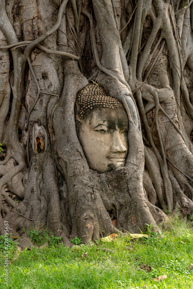 Vertical image of Head of Sandstone Buddha in the tree roots at Wat Mahathat, Ayutthaya, Thailand.