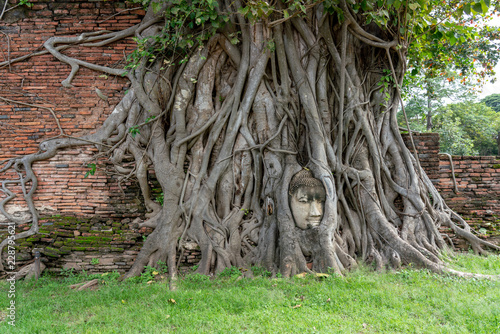 Zoom out image of Head of Sandstone Buddha in the tree roots at Wat Mahathat, Ayutthaya, Thailand.