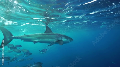 Great white shark swims across the camera, Neptune Islands, South Australia.