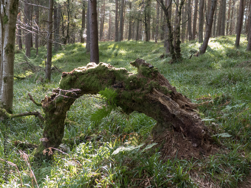 Curved fallen tree covered with ferns in a forest