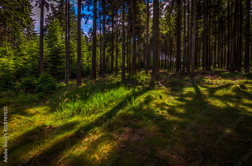 Moody sunny scenic meadow in forest in Jeseniky, hill Serak, Ramzova, Czech Republic