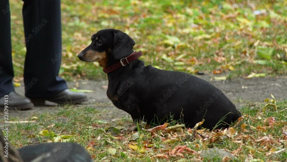 The Dog in the Autumn Park The Dog in the Autumn Park