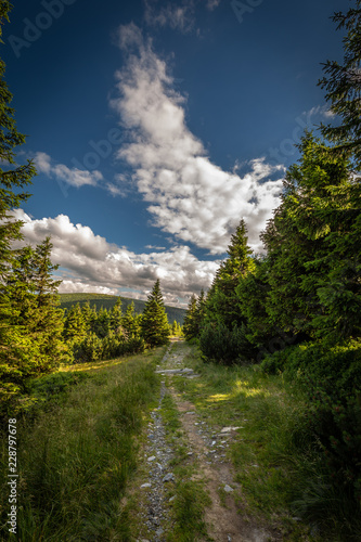 Narrow rocky path in the green forest from Serak to Velky Keprnik, Jeseniky, Czech Republic