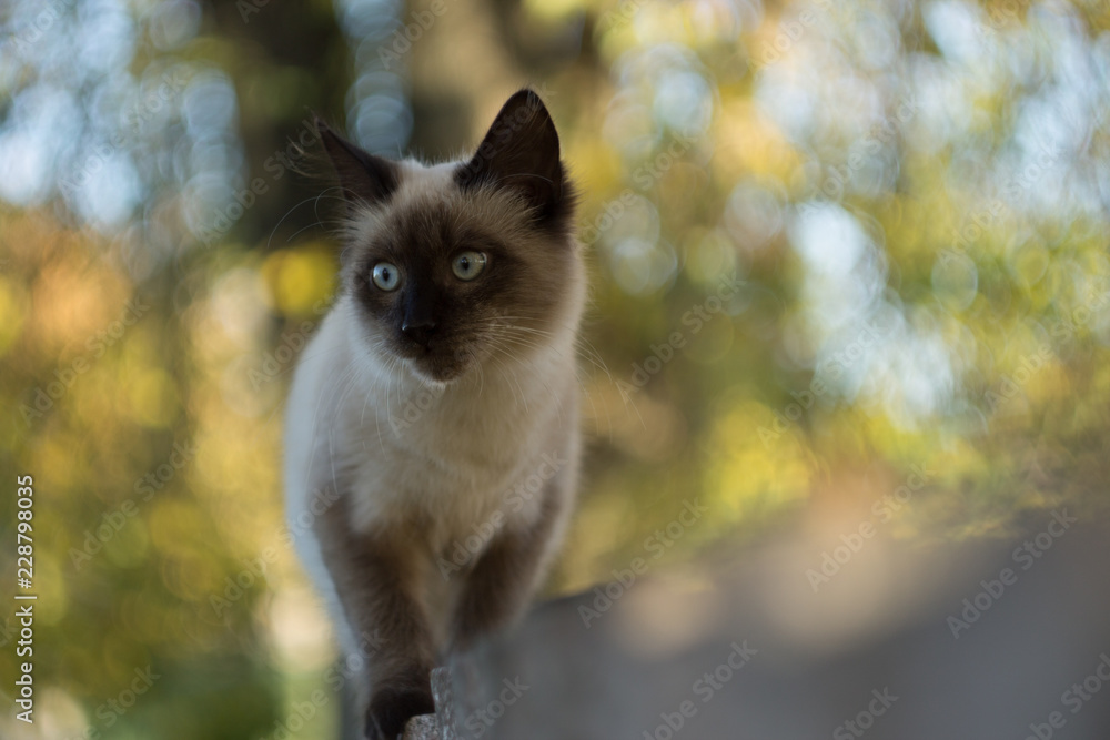 Obraz premium crouching on the fence