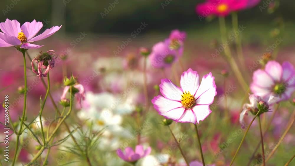 コスモス-cosmos-01