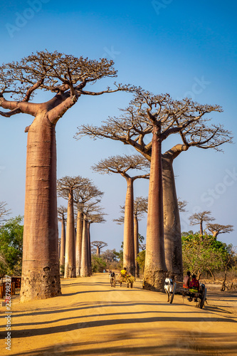 Horse carts on the Avenue of the Baobabs near Morondova, Madagascar. photo