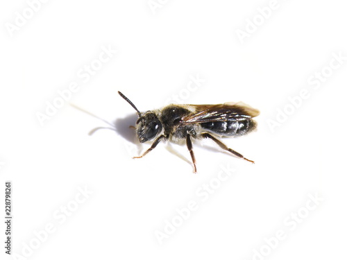 A small solitary bee of the genus Andrena isolated on white background © hhelene