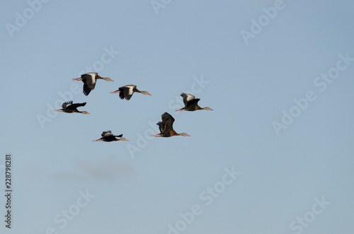 Six Black-Bellied Whistling Ducks in flight © Kimberley W Hinson