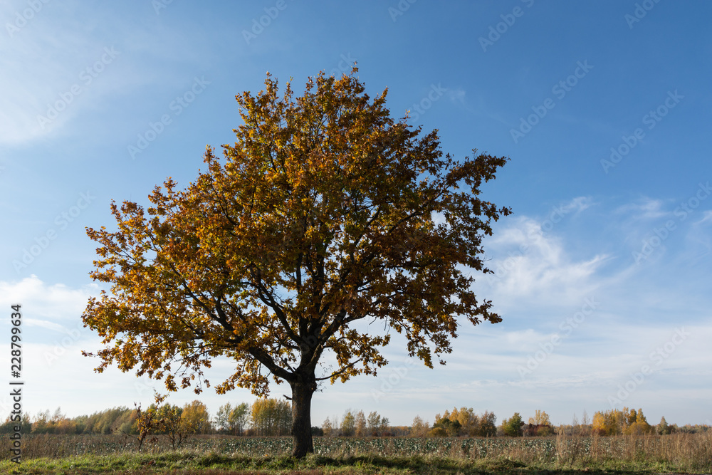autumn oak tree on a field background and blue sky and clouds autumn oak tree on a field background and blue sky and clouds