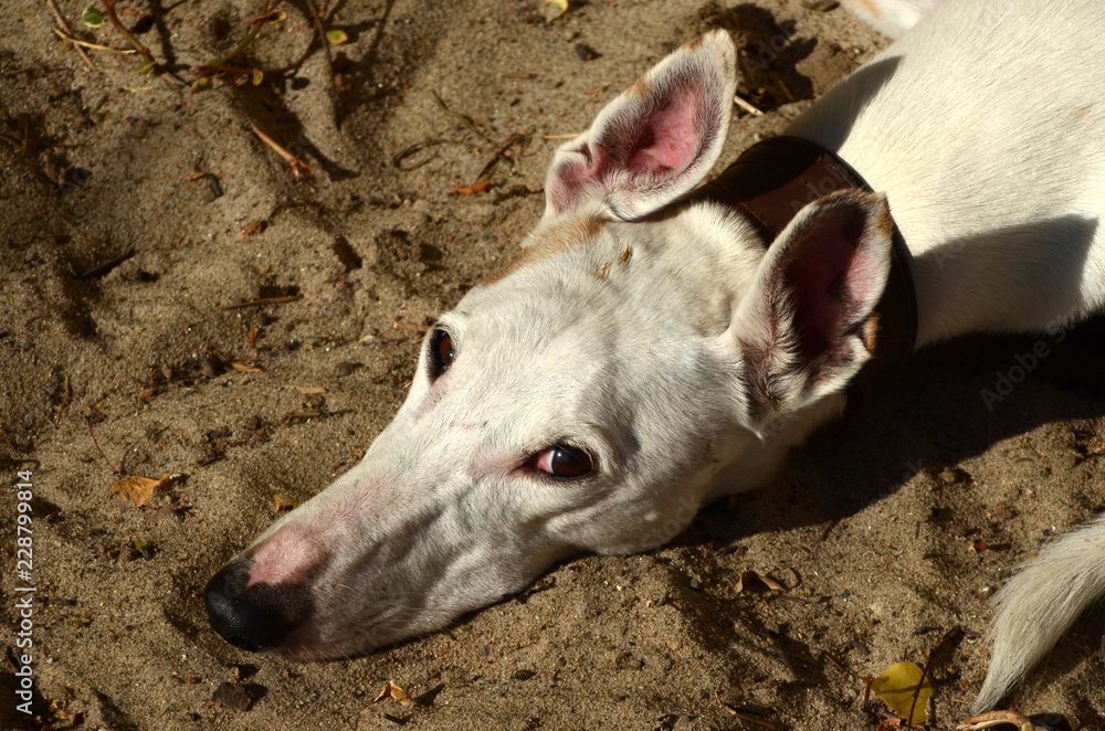 White Podenco mix dog laus in sand looking at camera White Podenco mix dog laus in sand looking at camera