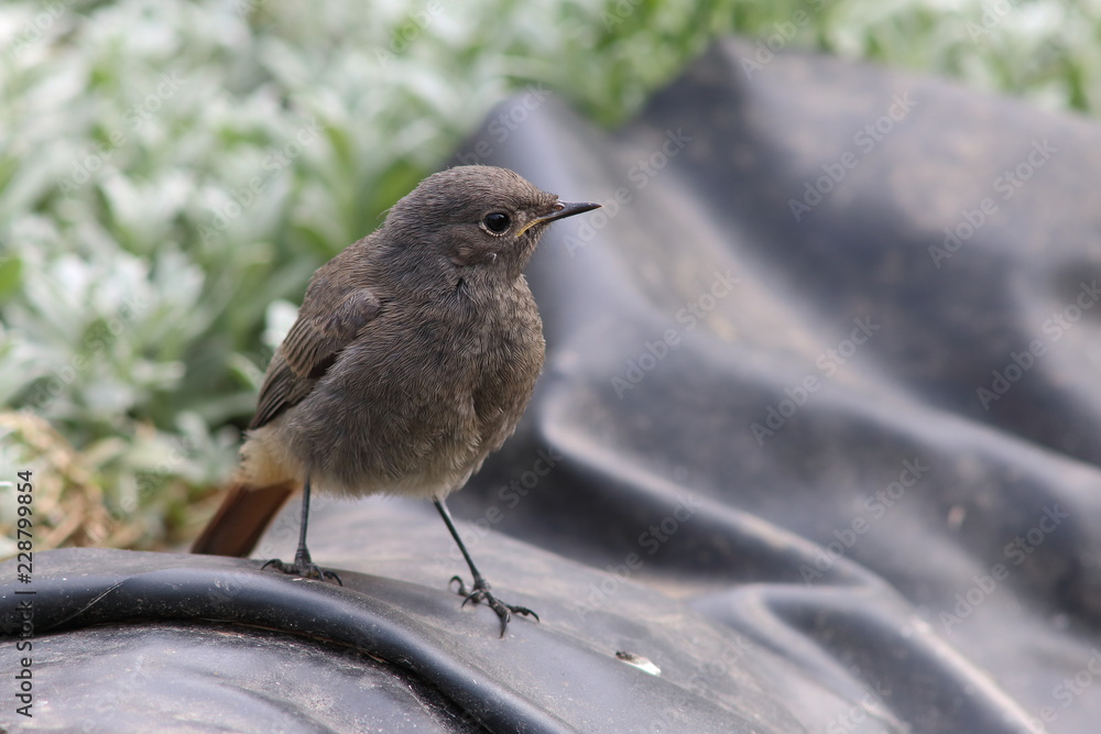 Obraz premium Hausrotschwanz - Sperling