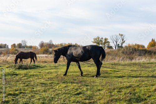 Autumn landscape with Horses grazing