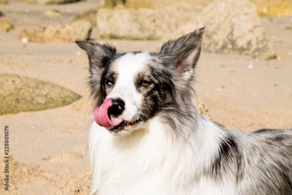 portrait of border collie dog on the beach portrait of border collie dog on the beach