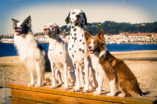 Wall Mural portrait of dogs on a beach bench