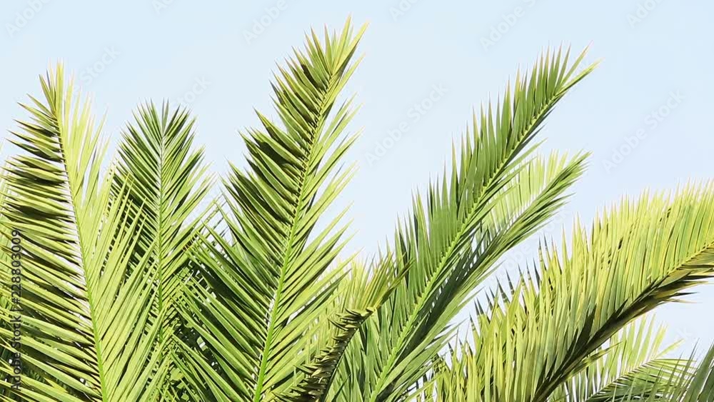 Palm trees it is moving on a wind is defocusing Palm trees it is moving on a wind is defocusing