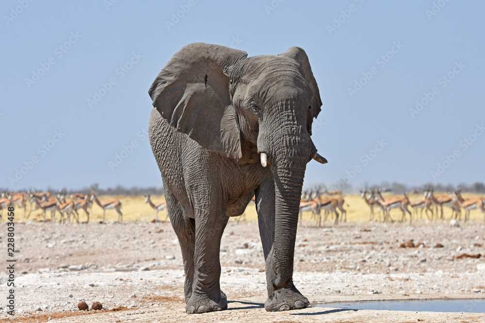 Fototapeta premium Elefantenbulle (loxodonta africana) am Wasserloch Gemsbokvlakte im Etosha Nationalpark in Namibia