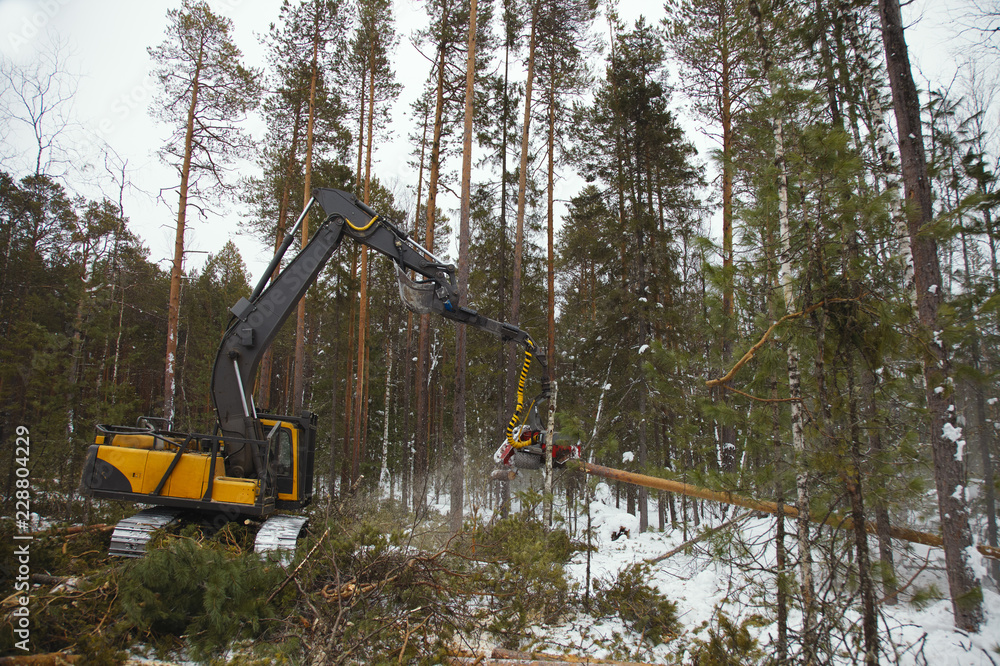 Forest harvester is felling pine trees in the winter forest. Logging industry.