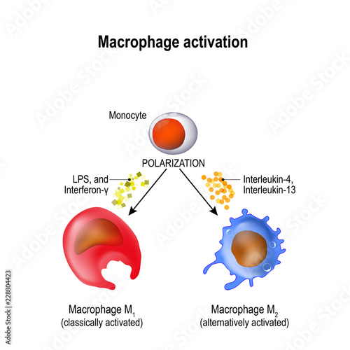 macrophage. Activation and polarization photo