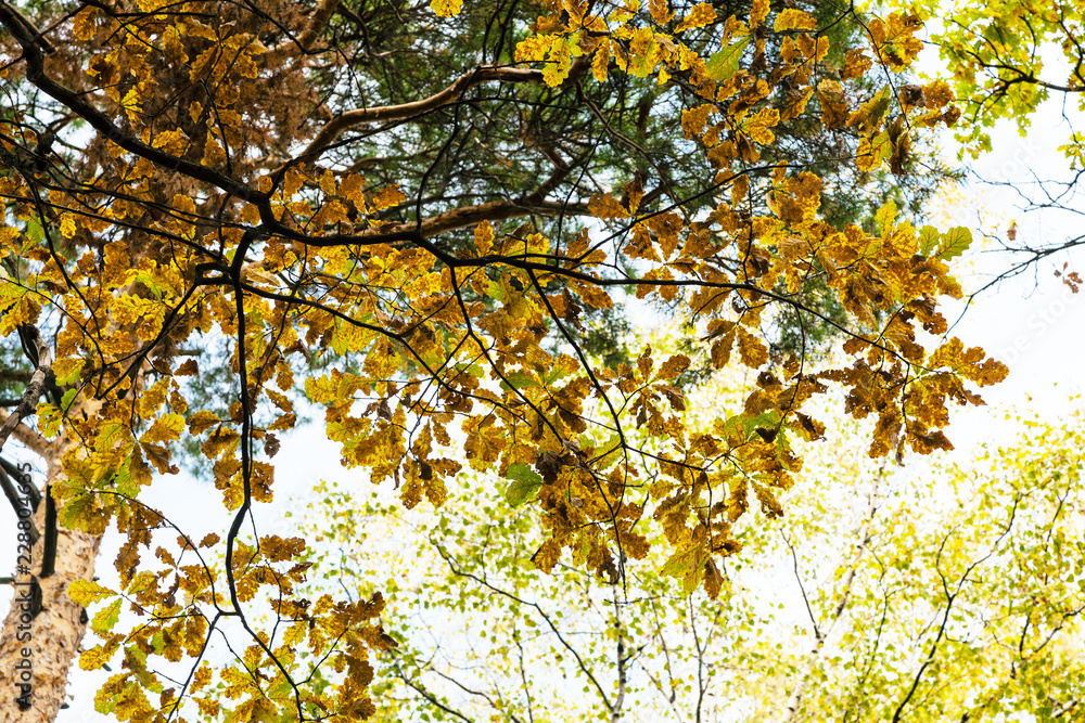 bottom view of oak tree branch with autumn leaves bottom view of oak tree branch with autumn leaves
