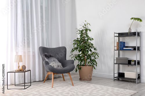 Fotografie Stylish room interior with armchair and potted ficus
