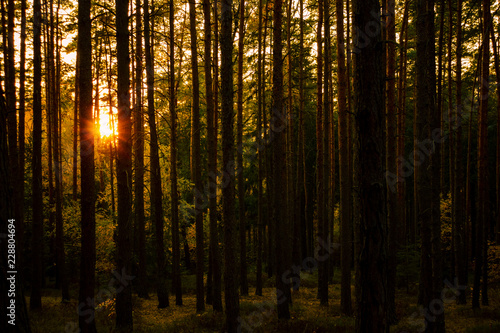 sunset in dark forest
