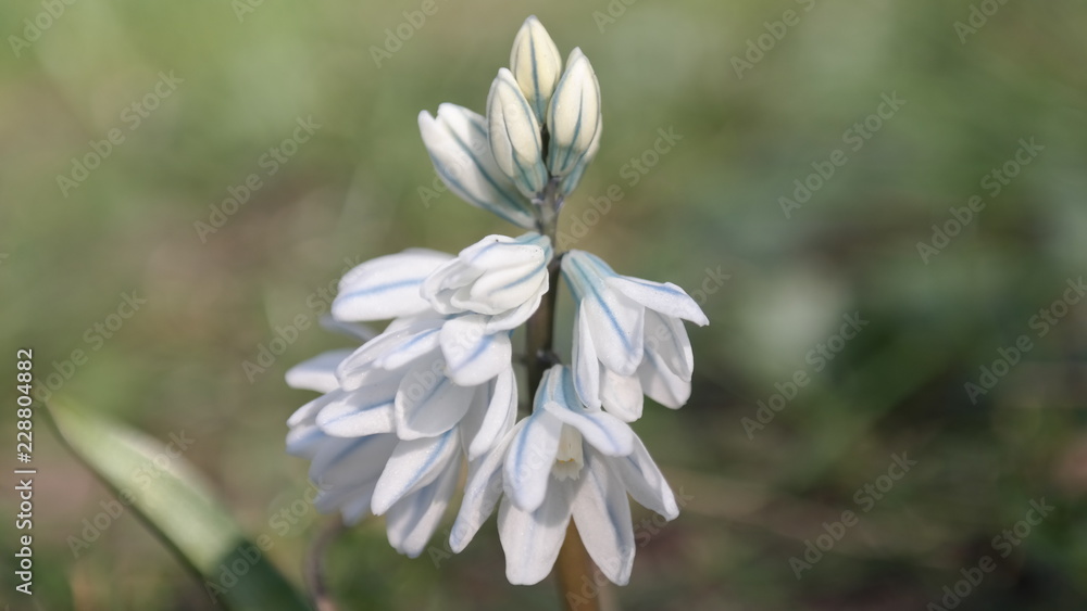 Blume Blume