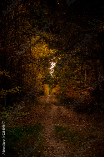 dark forest path