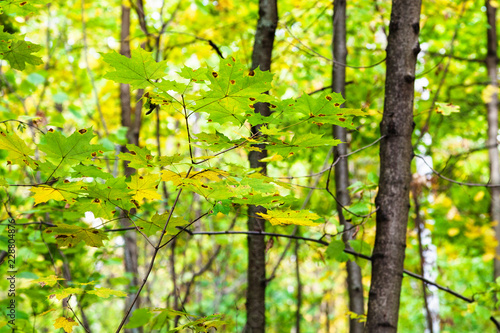 green and yellow maple leaves on twig in forest