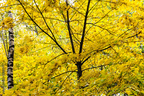 yellow foliage of maple tree and birch tree trunk