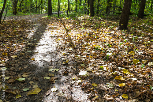 leaf litter on path illuminated by sun in forest