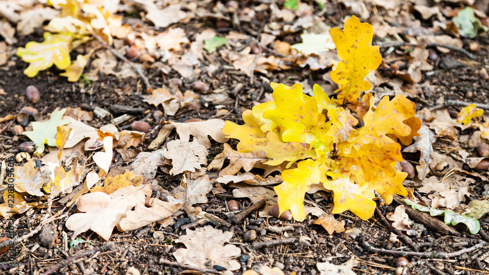 panoramic view of leaf litter with fallen oak leaf panoramic view of leaf litter with fallen oak leaf