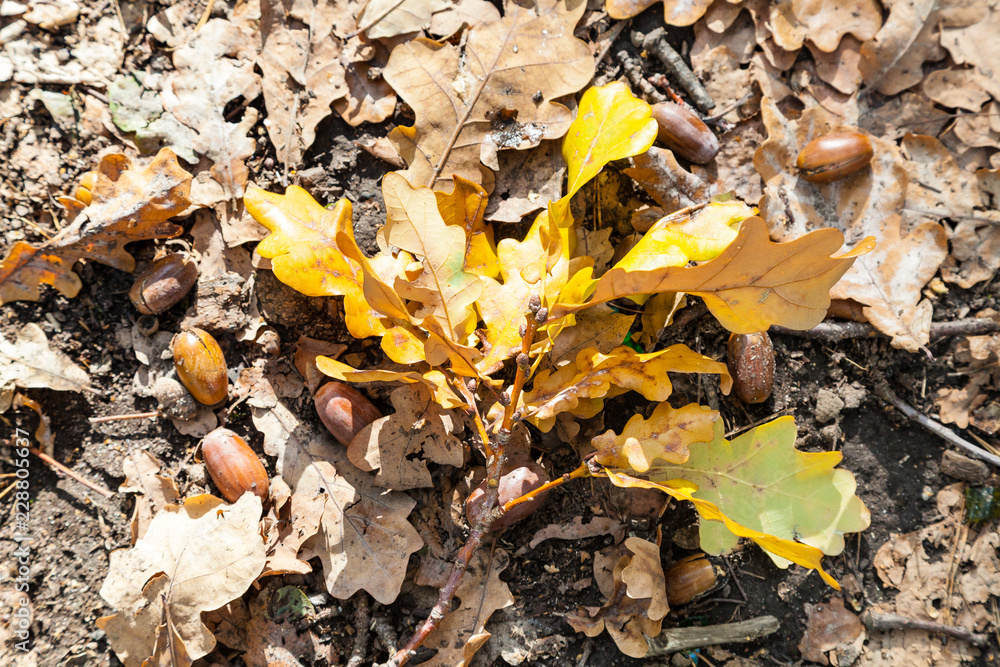 top view of fallen oak leaves in leaf litter top view of fallen oak leaves in leaf litter