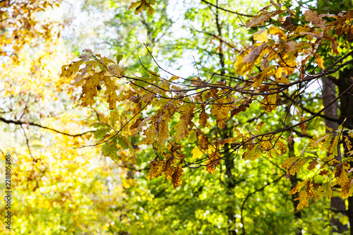 oak tree twigs in sunny october day