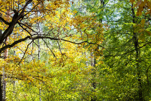 oak tree in dense forest in sunny october day