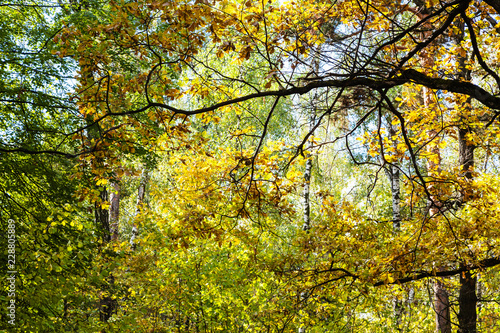 oak branch lit by sun in dense forest in autumn