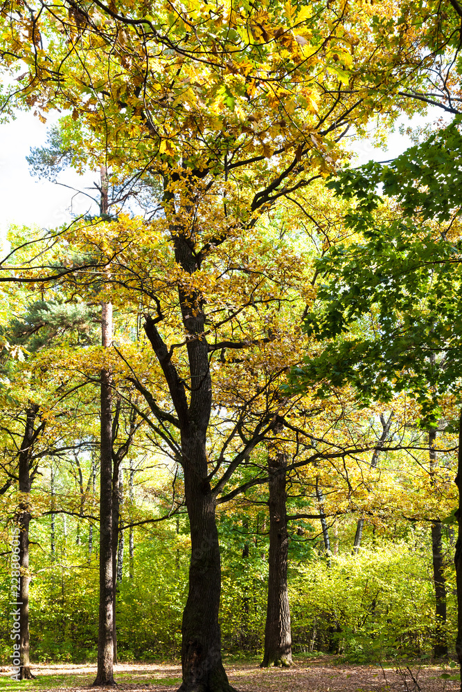 oak trees illuminated by sun on meadow in autumn