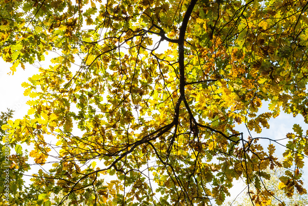 bottom view of oak branch with autumn leaves bottom view of oak branch with autumn leaves