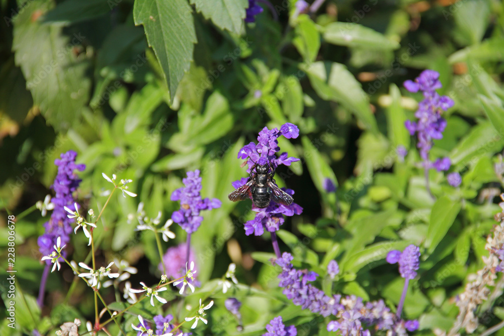 Holzbiene im Lavendel