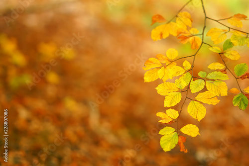 branches of autumn trees on a blurred background