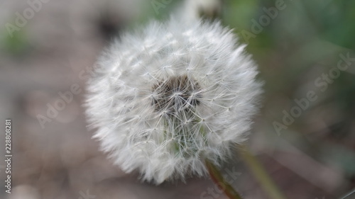 Pusteblume